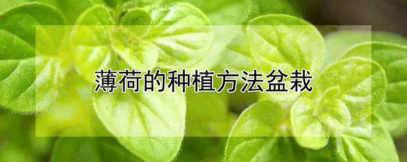 薄荷的种植方法盆栽 薄荷用什么盆种植