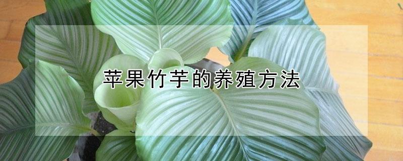 苹果竹芋的养殖方法（苹果竹芋种植）