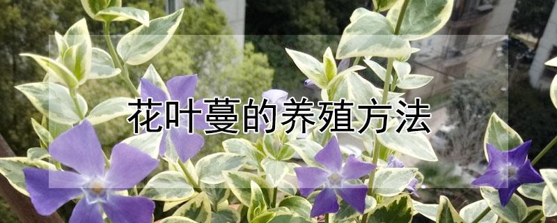 花叶蔓的养殖方法 花叶蔓怎么繁殖图解