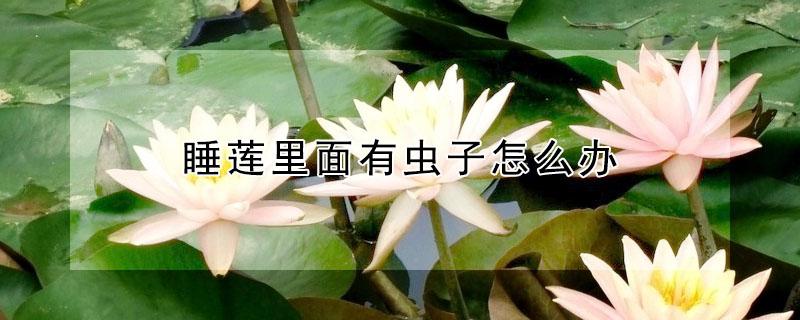 睡莲里面有虫子怎么办（睡莲生了好多虫子）