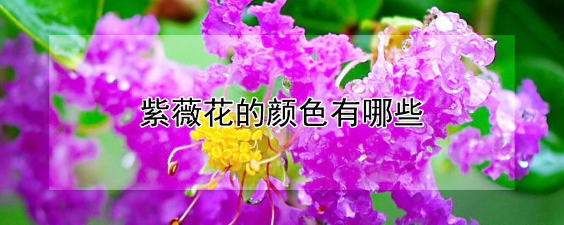 紫薇花的颜色有哪些（紫薇花哪种颜色最好看）