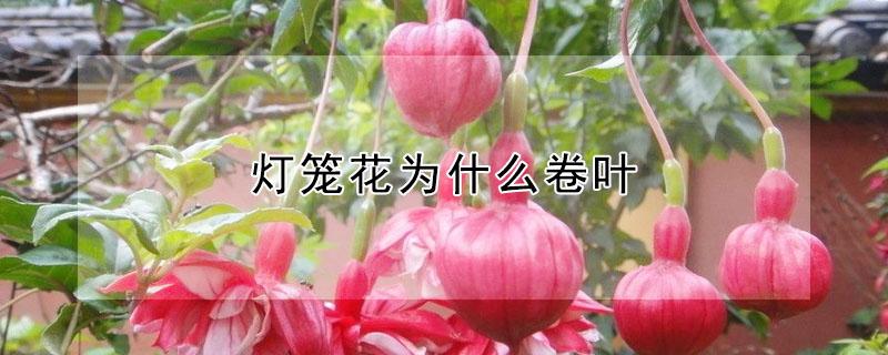 灯笼花为什么卷叶 灯笼花掉叶是什么原因