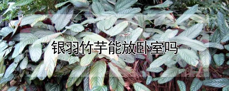 银羽竹芋能放卧室吗（飞羽竹芋适合养在卧室吗?）