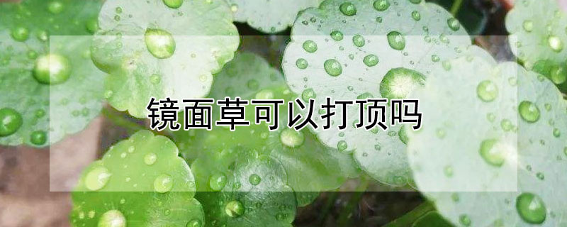 镜面草可以打顶吗（镜面草开花好不好）