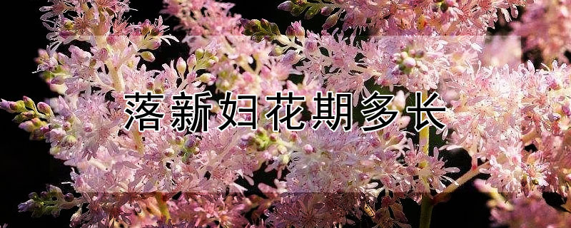 落新妇花期多长（落新妇鲜切花花期）