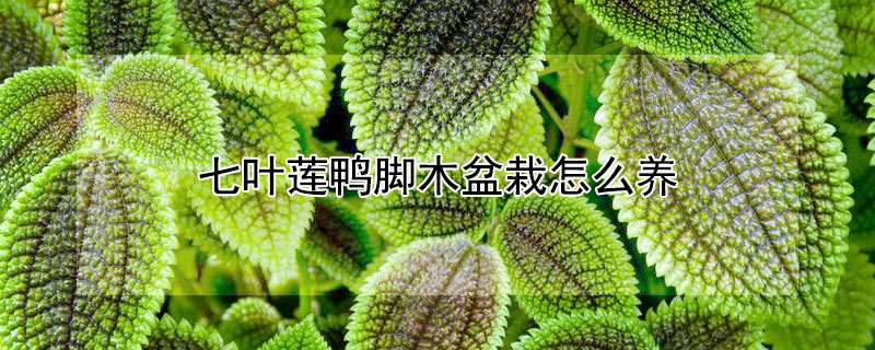 七叶莲鸭脚木盆栽怎么养 鸭脚木七叶莲招财树怎样养