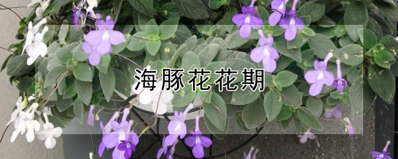 海豚花花期 蓝海豚花花期