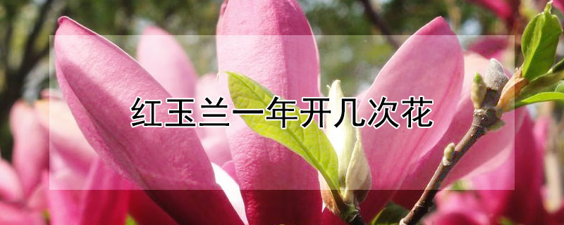 红玉兰一年开几次花（红玉兰多久开花）