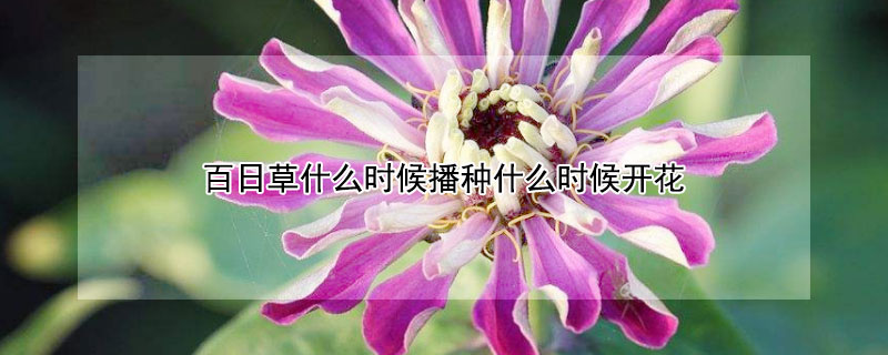 百日草什么时候播种什么时候开花（百日草几月份播种多久开花）