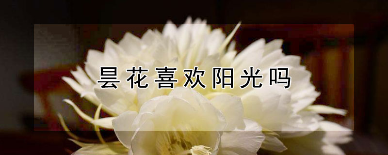 昙花喜欢阳光吗（昙花喜欢阳光还是阴天）