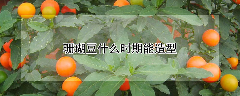 珊瑚豆什么时期能造型 珊瑚豆几年生