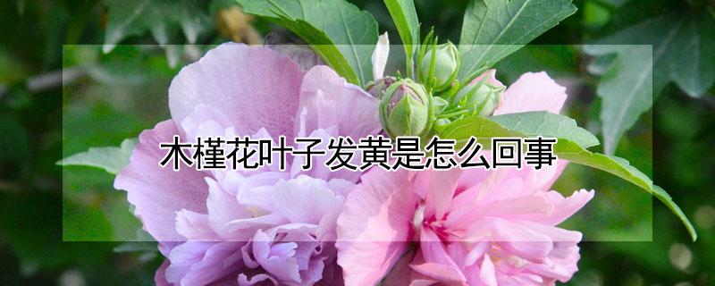 木槿花叶子发黄是怎么回事（木槿花叶子黄了是什么原因）