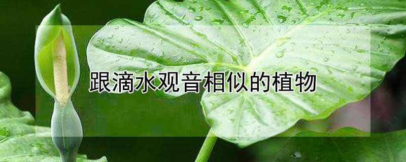 跟滴水观音相似的植物（有点像滴水观音的植物叫什么）