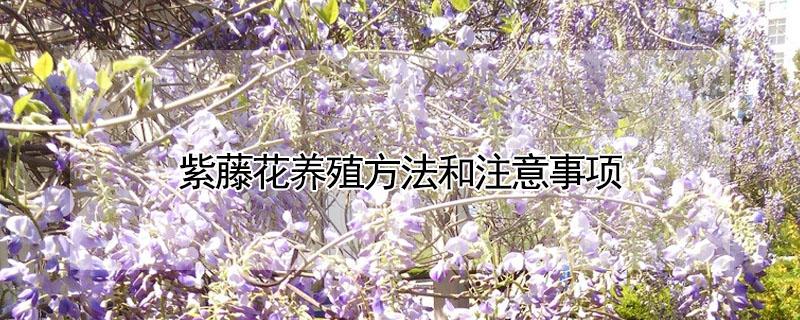 紫藤花养殖方法和注意事项 紫藤花怎么栽培