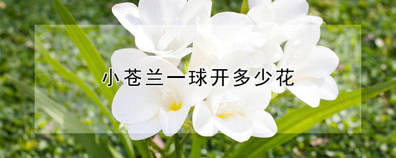 小苍兰一球开多少花（小苍兰球根一般多大）