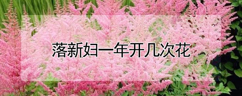 落新妇一年开几次花