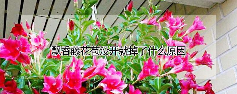 飘香藤花苞没开就掉了什么原因 飘香藤的花苞都落了是怎么回事