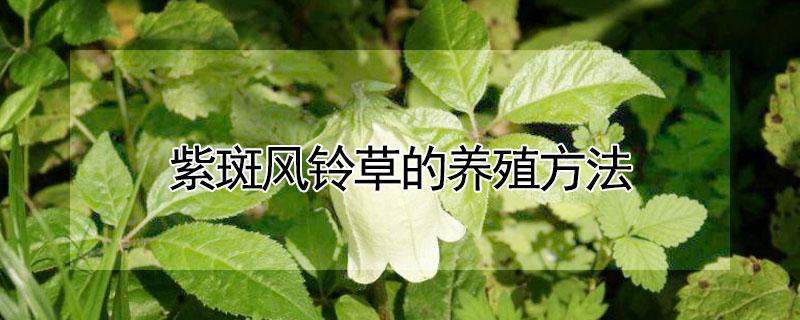 紫斑风铃草的养殖方法（紫斑风铃草的养殖方法和效益）