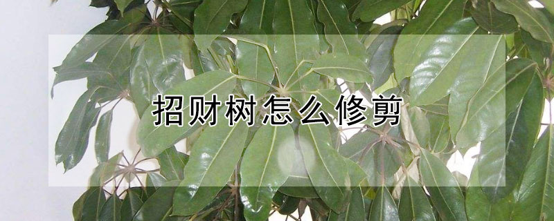 招财树怎么修剪 招财树怎么修剪才茂盛