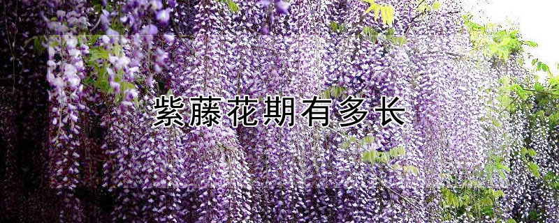 紫藤花期有多长 紫藤花期有多长时间