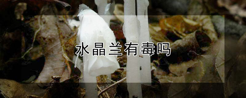 水晶兰有毒吗（水晶兰有毒吗?能吃吗?）