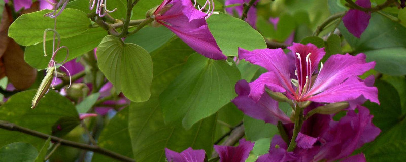 紫荆花怎么修剪造型（紫荆花怎么剪枝修型）