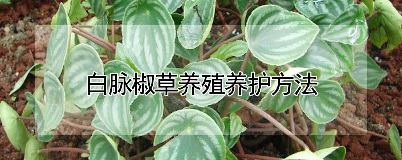 白脉椒草养殖养护方法（白脉椒草养殖养护方法多久浇水）