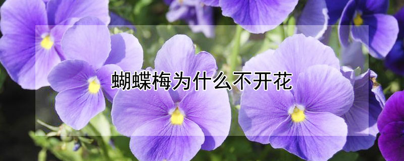 蝴蝶梅为什么不开花 我养的蝴蝶梅为什么不开花