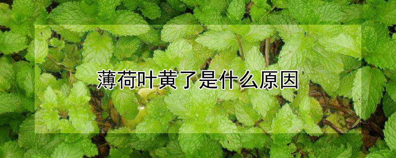 薄荷叶黄了是什么原因 薄荷叶变黄是怎么回事