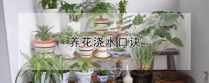 养花浇水口诀（植物浇水口诀）