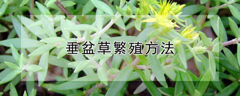 垂盆草繁殖方法 垂盆草怎样养