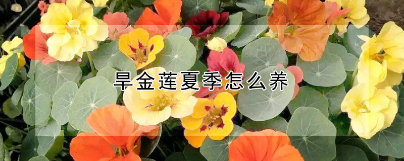 旱金莲夏季怎么养 旱金莲北方冬天咋养