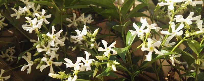 风车茉莉的秋季养护