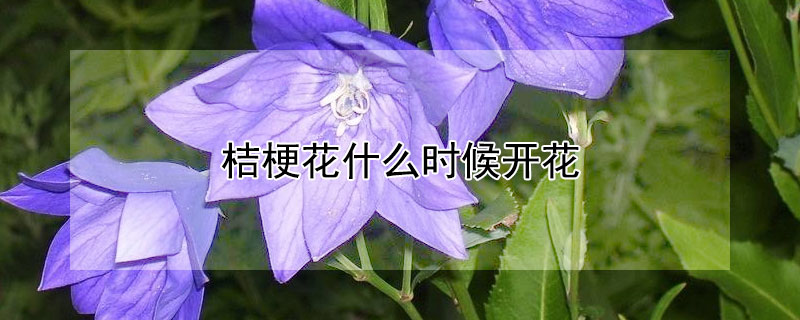 桔梗花什么时候开花（桔梗花的花期是什么时候）