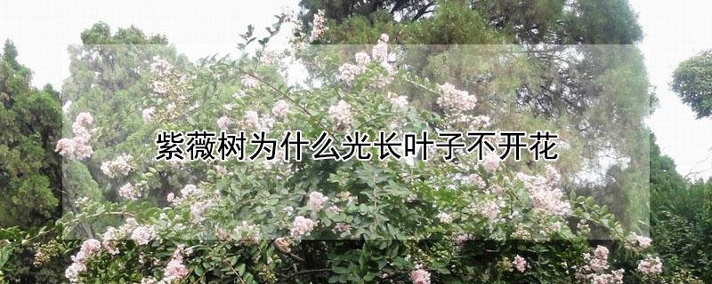 紫薇树为什么光长叶子不开花（紫薇树开花结果吗）