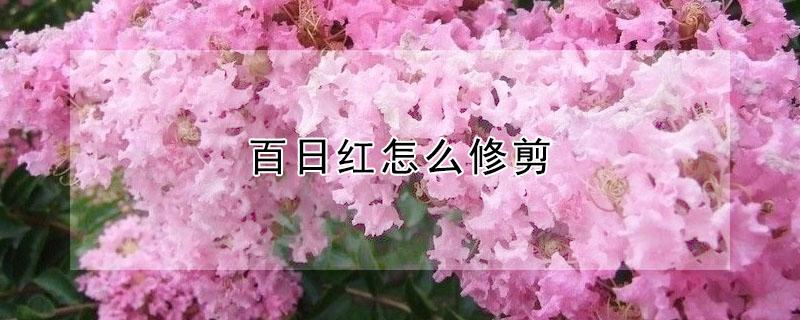 百日红怎么修剪（百日红花怎样修剪）