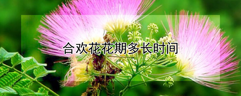 合欢花花期多长时间（合欢花什么时候开花花期多长）