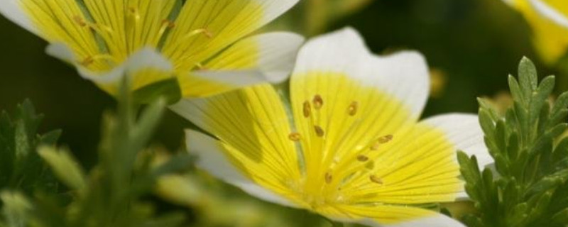 荷包蛋花怎么养殖 怎样做荷包蛋不散花