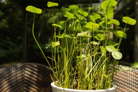 室外植物冬天怎么保温