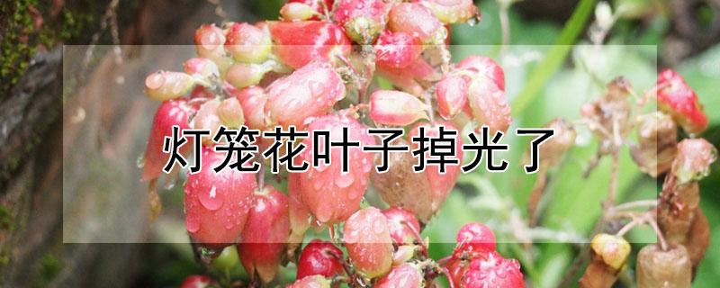 灯笼花叶子掉光了（灯笼花叶子掉光了,几天出新叶）