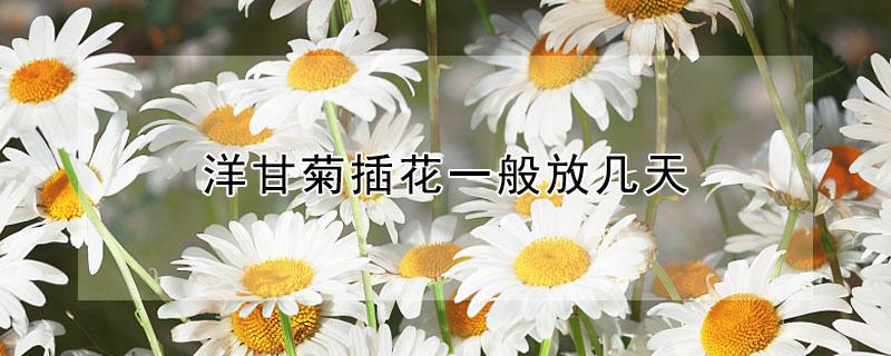 洋甘菊插花一般放几天（洋甘菊开花可以放多久）