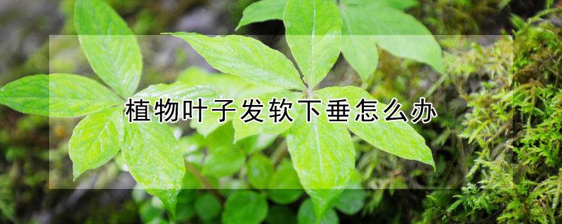 植物叶子发软下垂怎么办 植物叶子发软怎么回事