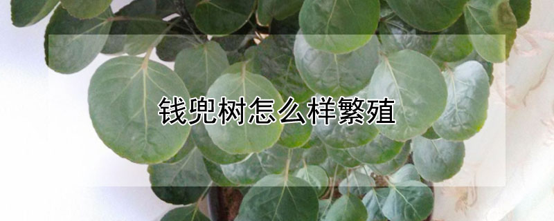 钱兜树怎么样繁殖（金钱兜树怎么养）