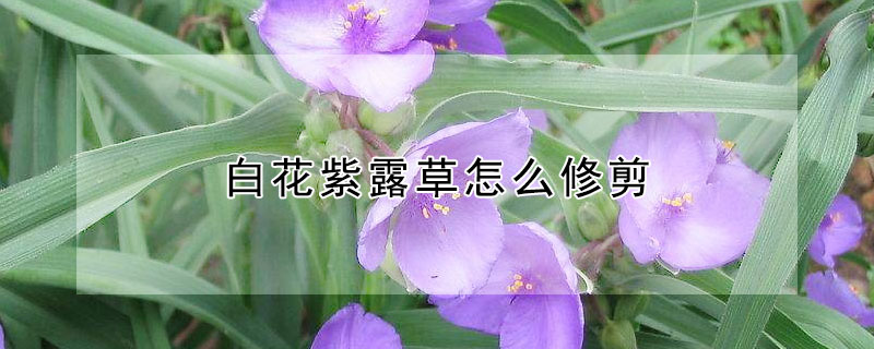 白花紫露草怎么修剪（白花紫露草的养殖方法和注意事项）