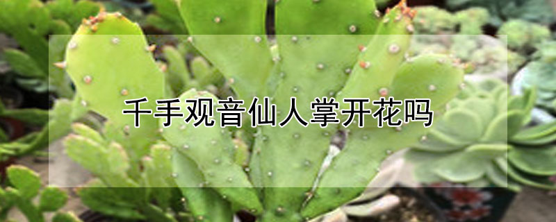 千手观音仙人掌开花吗 观音仙人掌会开花吗