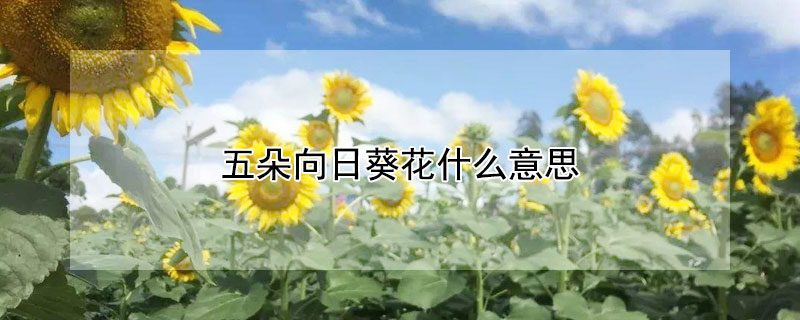 五朵向日葵花什么意思 五朵向日葵花的含义