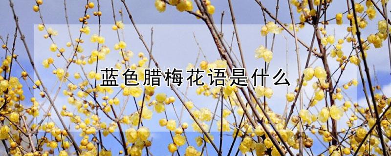 蓝色腊梅花语是什么（蓝色腊梅花的花语和象征意义）