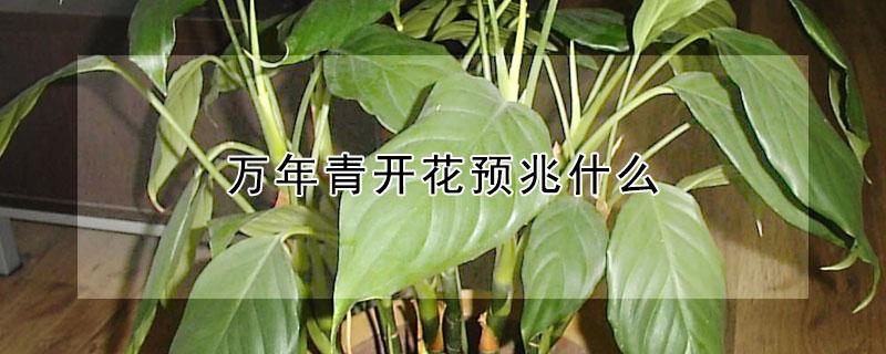 万年青开花预兆什么 万年青开花预兆什么万年青开出黄色的花