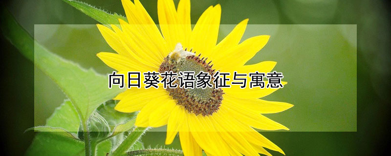 向日葵花语象征与寓意（向日葵花的寓意象征意义）