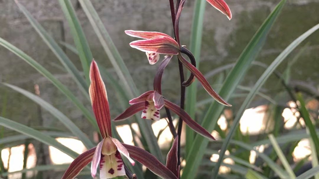 兰花红贵妃是什么品种 兰花红贵妃是什么品种图片